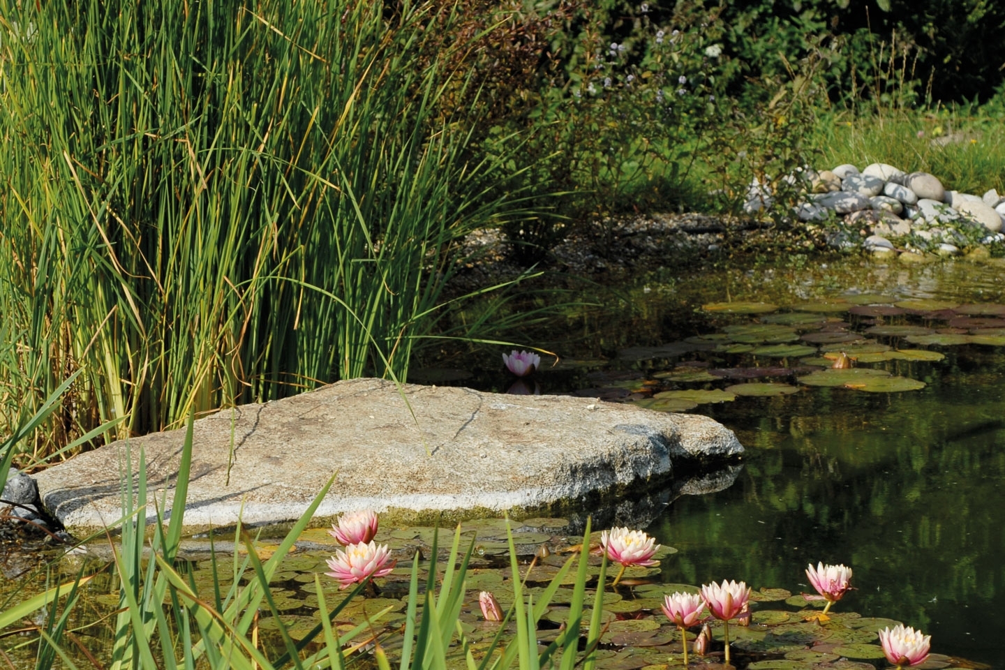 Gartenart | Portfolio | Swimming pond, Oxfordshire