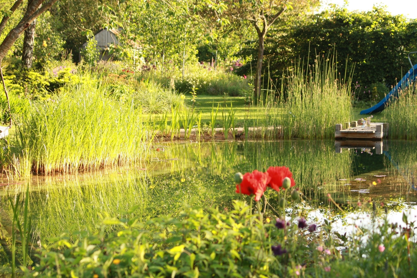 Swimming ponds and natural swimming pools, Hampshire