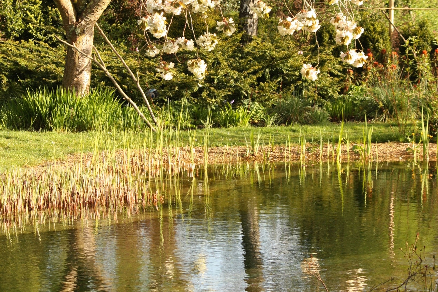 Swimming ponds and natural swimming pools, Hampshire