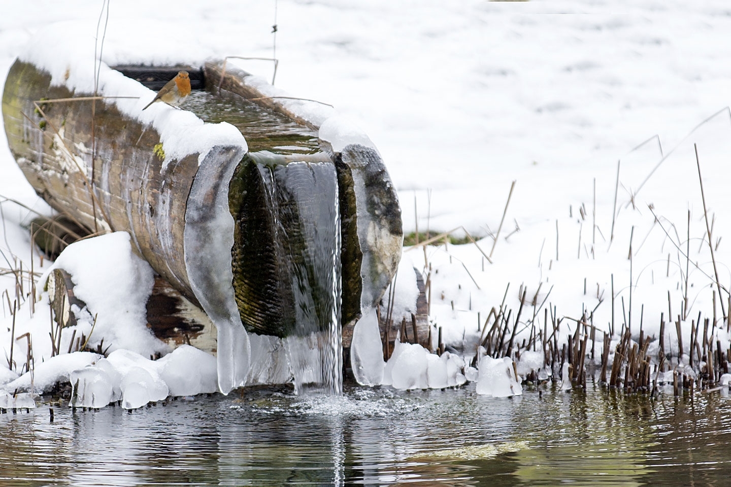 Gartenart | Portfolio | Swimming ponds in winter