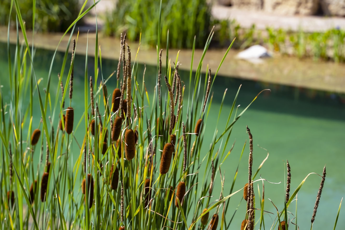 Swimming pond, natural swimming pool, Sussex