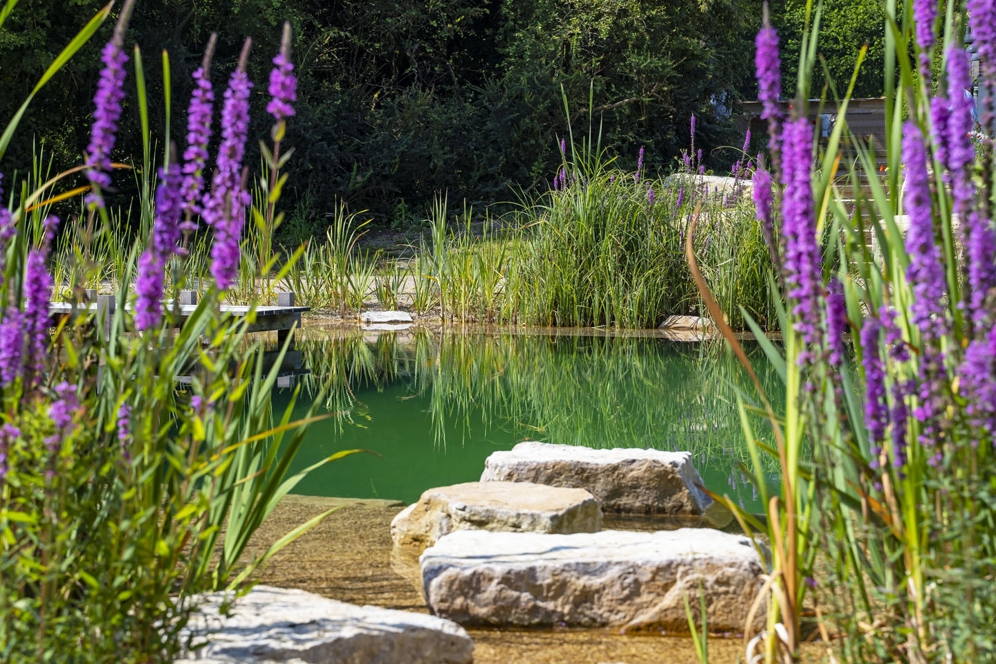 Swimming pond, natural swimming pool, Sussex