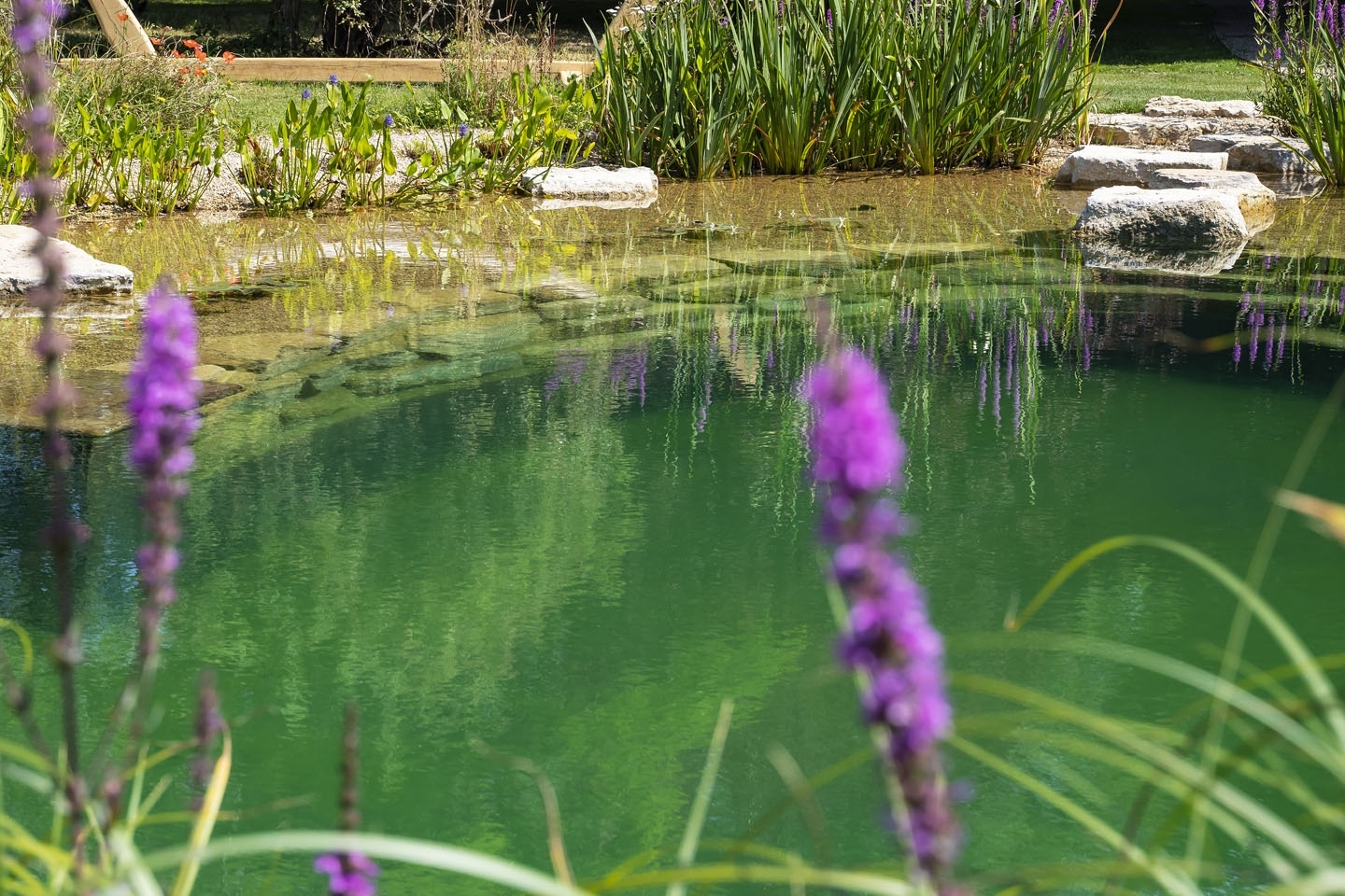 Swimming pond, natural swimming pool, Sussex