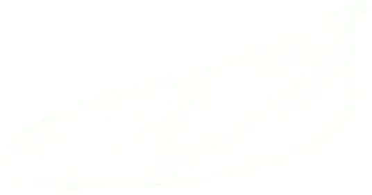 Wing graphic - Lower Left