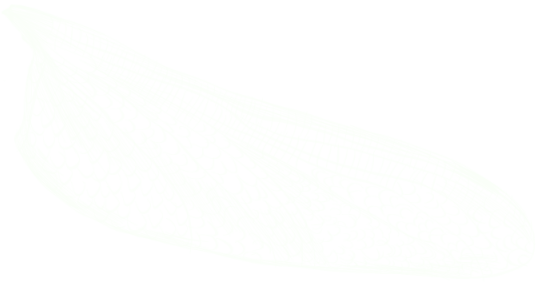 Wing graphic - Lower Right