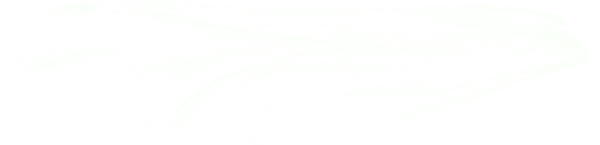 Wing graphic - Upper Left