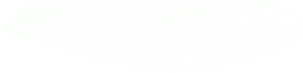 Wing graphic - Upper Right